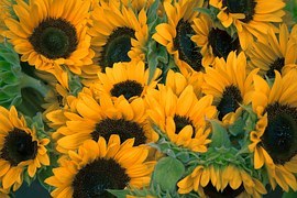James Edward Oram: Jim loved sunflowers; the State flower of his birthstate, Kansas